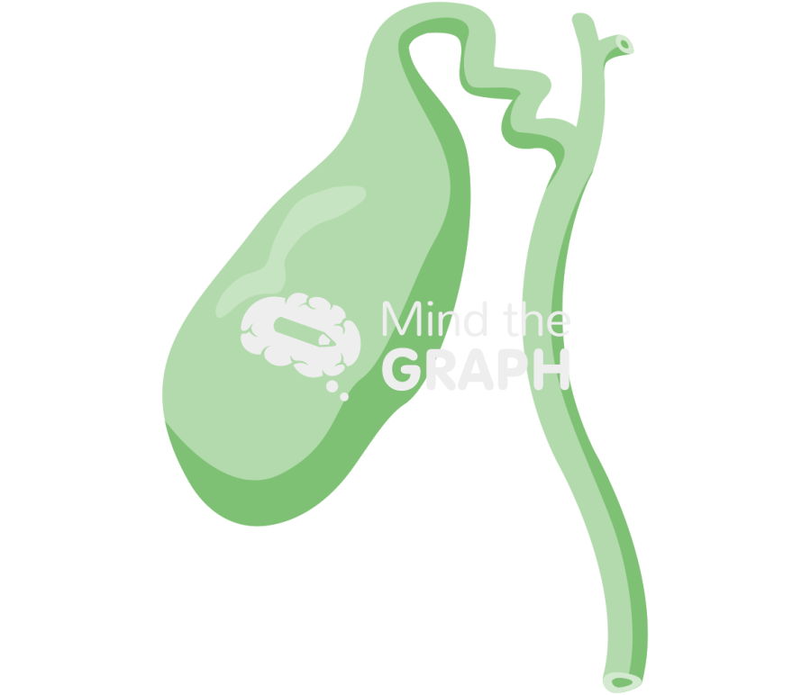 Vesicle organ Icons, Symbols, Pictures, and Images