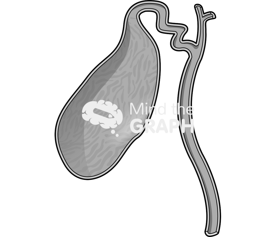 Vesicle organ cut Icons, Symbols, Pictures, and Images