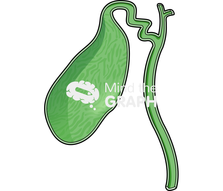 Vesicle organ cut Icons, Symbols, Pictures, and Images