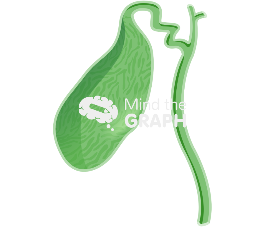 Vesicle organ cut Icons, Symbols, Pictures, and Images