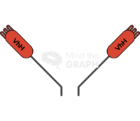 Vhh immunoglobulin element 2 Icons, Symbols, Pictures, and Images