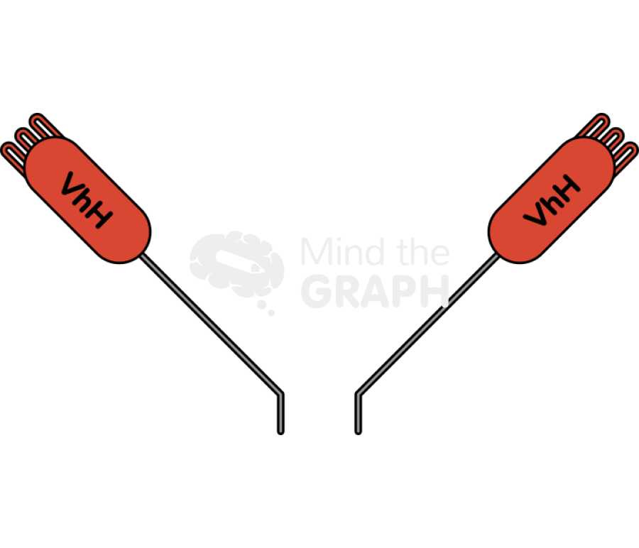 Vhh immunoglobulin element 2 Icons, Symbols, Pictures, and Images