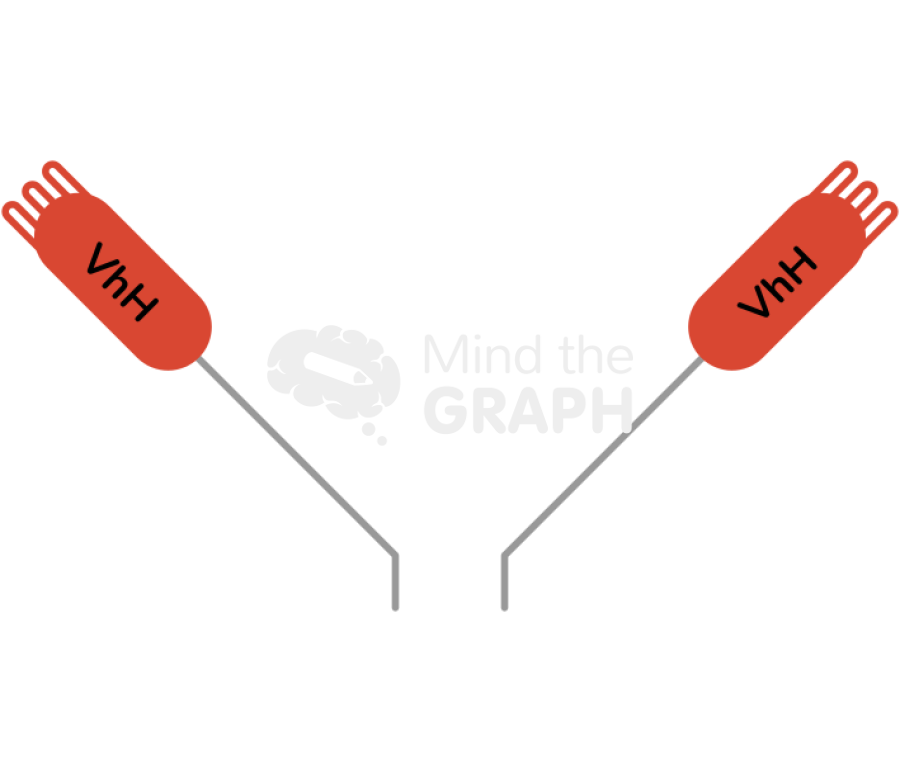 Vhh immunoglobulin element 2 Icons, Symbols, Pictures, and Images