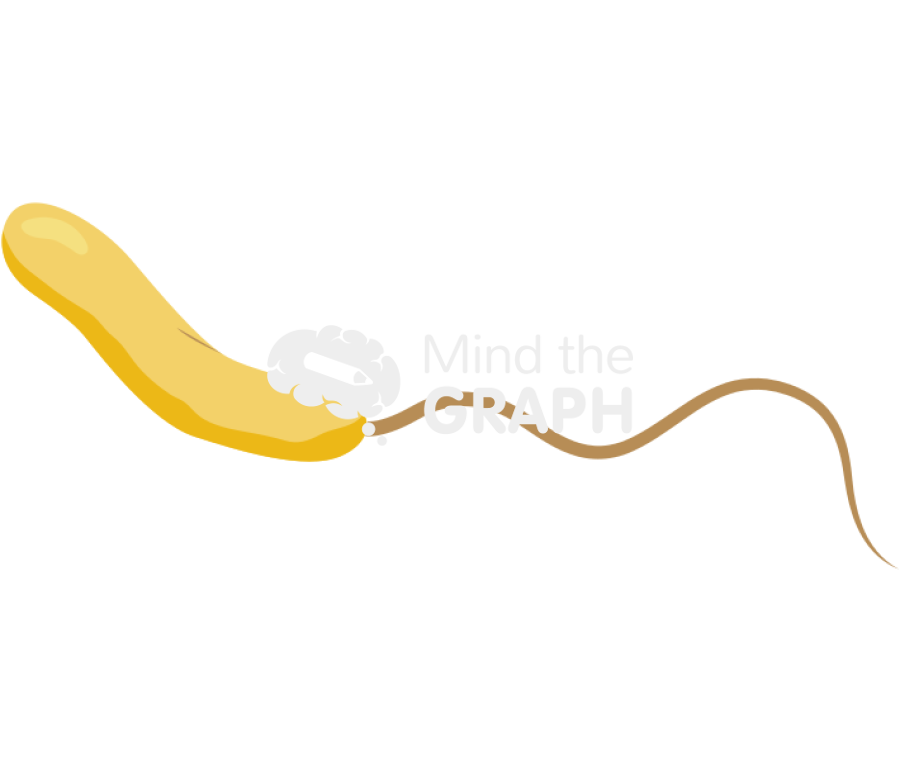 Vibrio cholerae 1 Icons, Symbols, Pictures, and Images