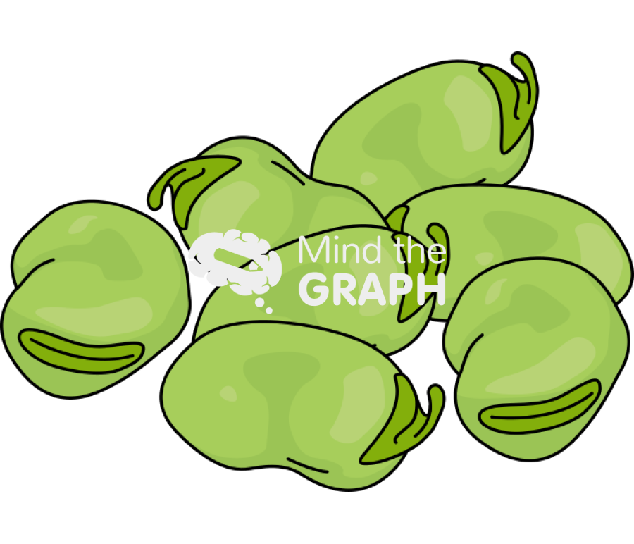 Vicia faba broad bean Icons, Symbols, Pictures, and Images