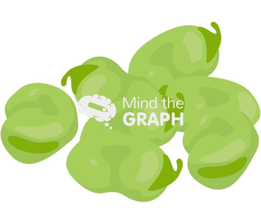 Vicia faba broad bean Icons, Symbols, Pictures, and Images