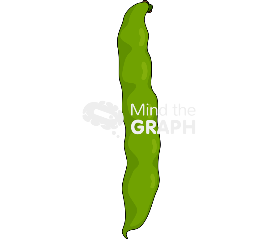 Vicia faba broad bean pod Icons, Symbols, Pictures, and Images