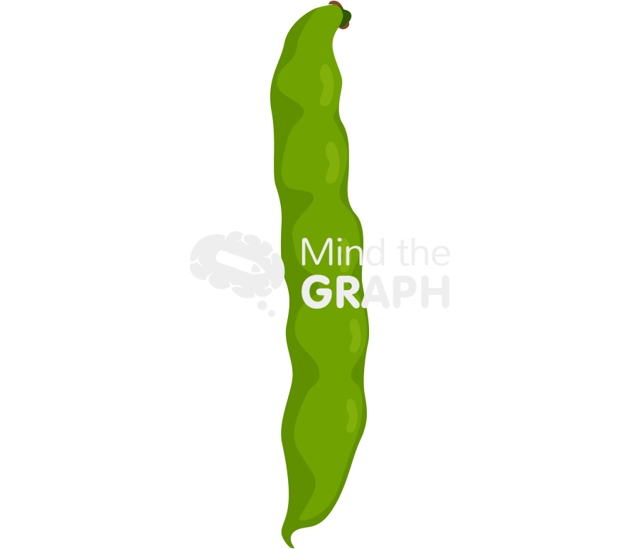 Vicia faba broad bean pod Icons, Symbols, Pictures, and Images