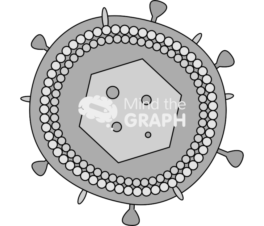 Virus herpes Icons, Symbols, Pictures, and Images