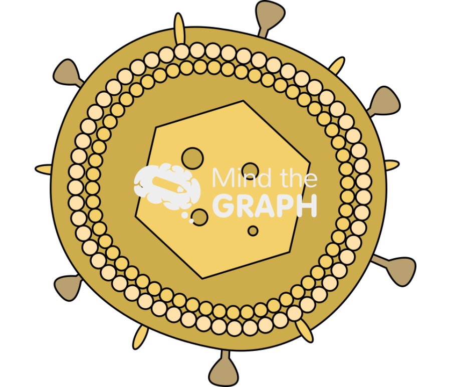 Virus herpes Icons, Symbols, Pictures, and Images