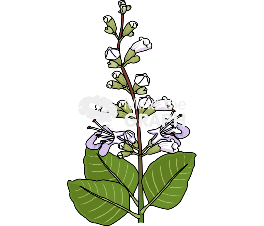 Vitex rotundifolia plant front Icons, Symbols, Pictures, and Images