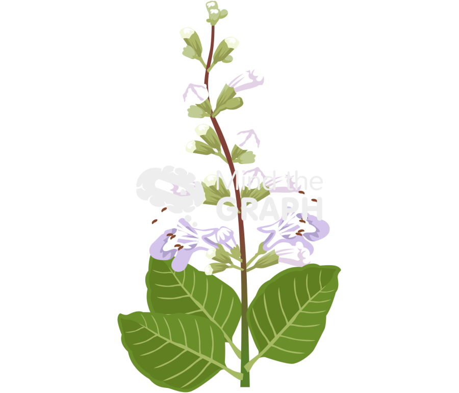 Vitex rotundifolia plant front Icons, Symbols, Pictures, and Images