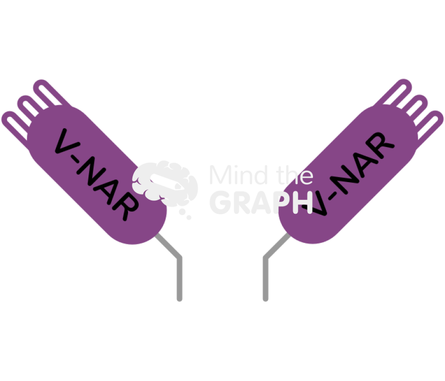 Vnar immunoglobulin element 2 Icons, Symbols, Pictures, and Images