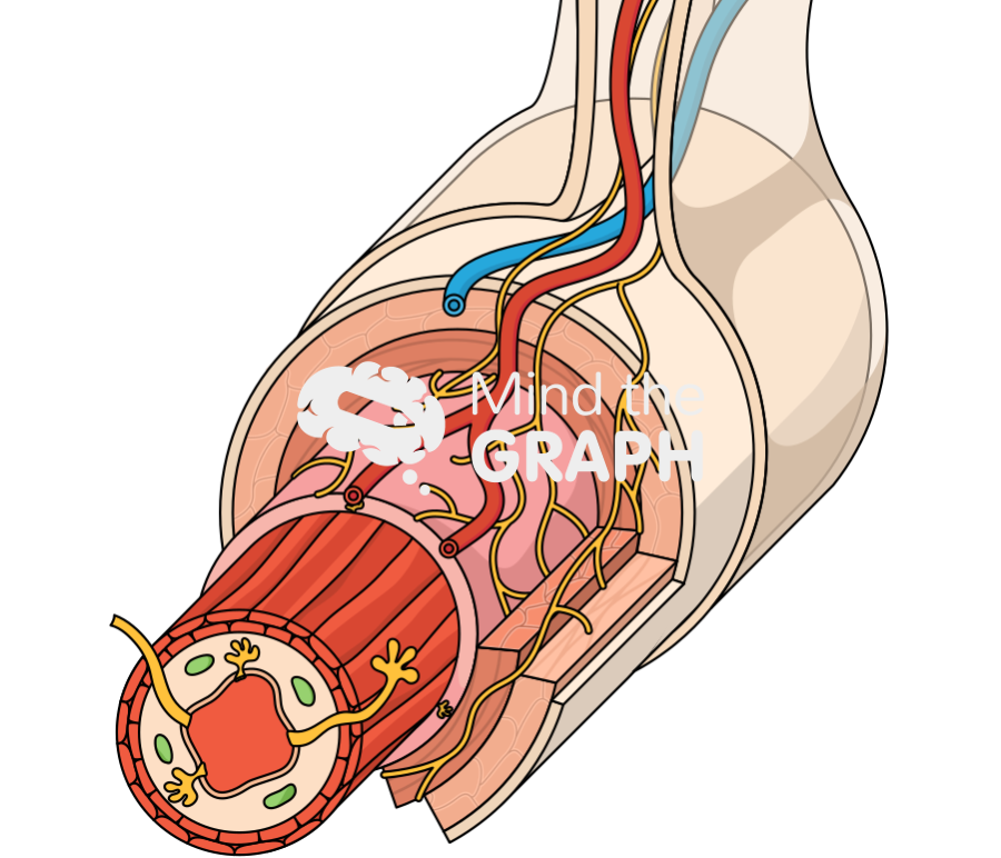 Wall alimentary canal four layers Icons, Symbols, Pictures, and Images