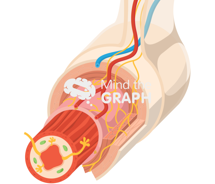 Wall alimentary canal four layers Icons, Symbols, Pictures, and Images