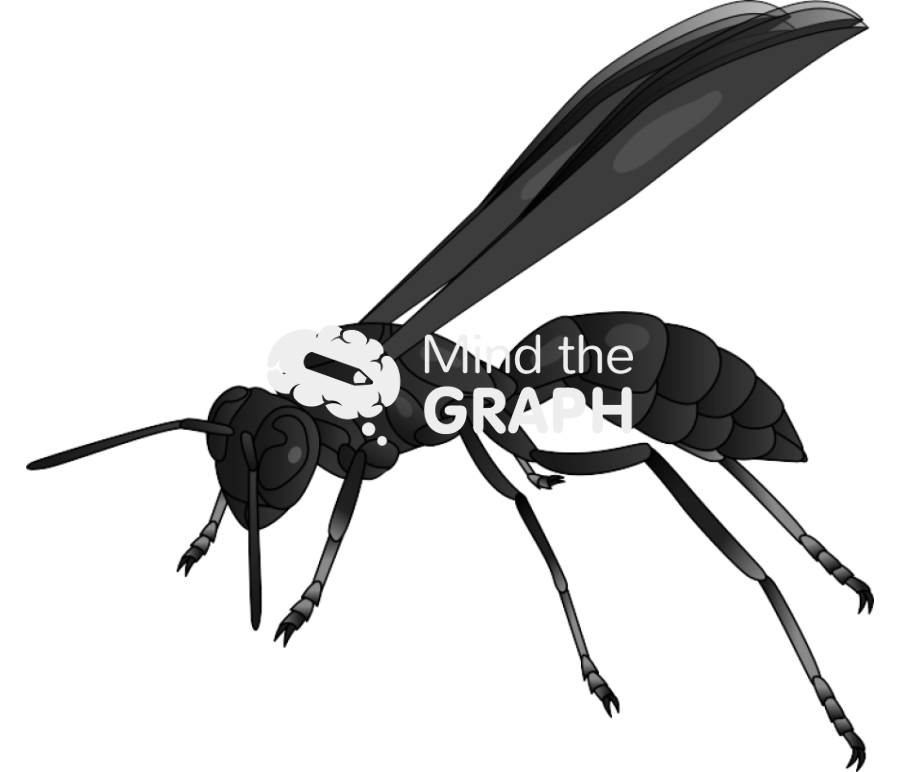 Wasp mischocyttarus Icons, Symbols, Pictures, and Images