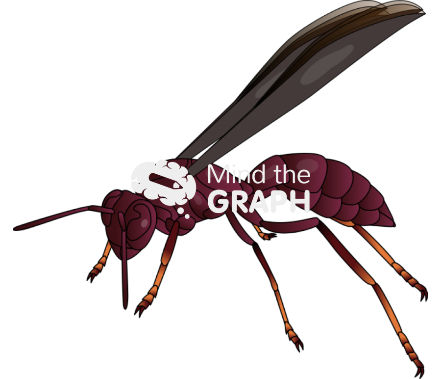 Wasp mischocyttarus Icons, Symbols, Pictures, and Images