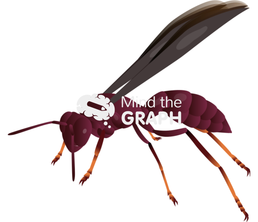 Wasp mischocyttarus Icons, Symbols, Pictures, and Images