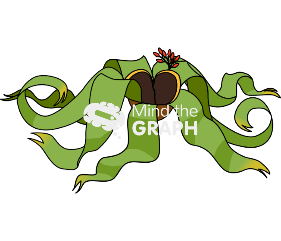 Welwitschia mirabilis 2 Icons, Symbols, Pictures, and Images