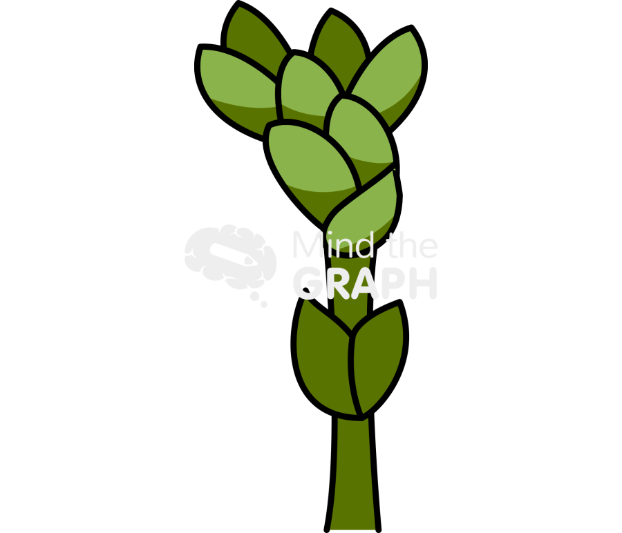 Welwitschia mirabilis 3 Icons, Symbols, Pictures, and Images