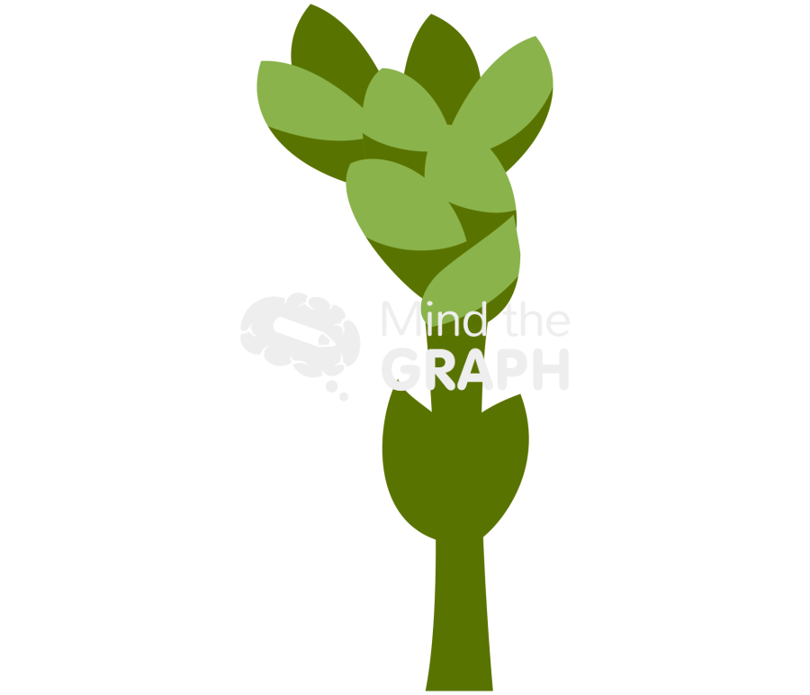 Welwitschia mirabilis 3 Icons, Symbols, Pictures, and Images