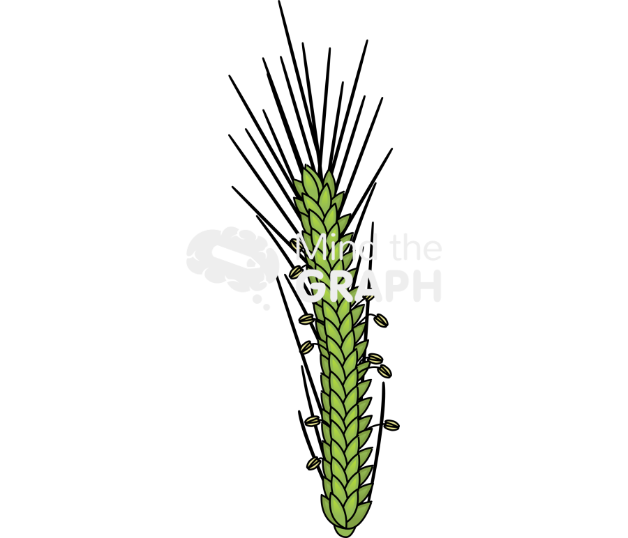 Wheat barley anther 2 Icons, Symbols, Pictures, and Images