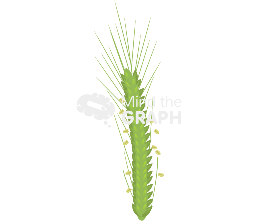 Wheat barley anther 2 Icons, Symbols, Pictures, and Images