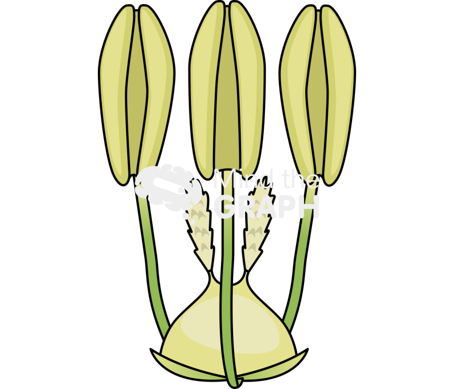 Wheat barley anther 3 Icons, Symbols, Pictures, and Images