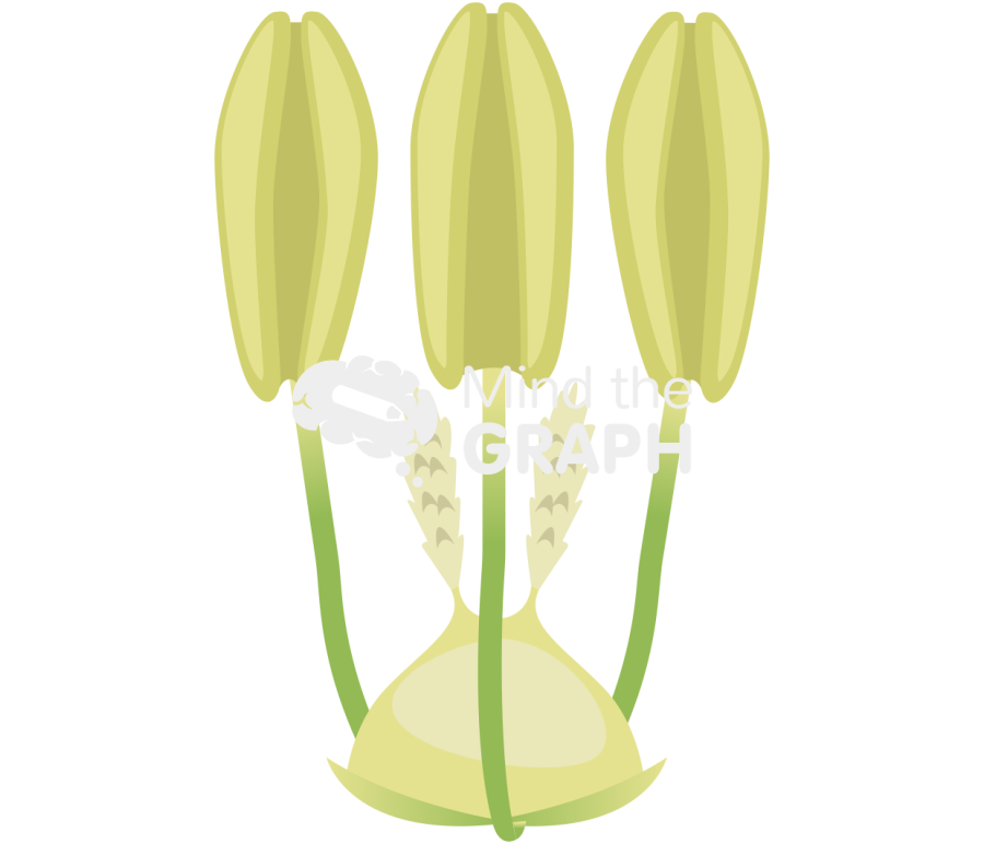 Wheat barley anther 3 Icons, Symbols, Pictures, and Images