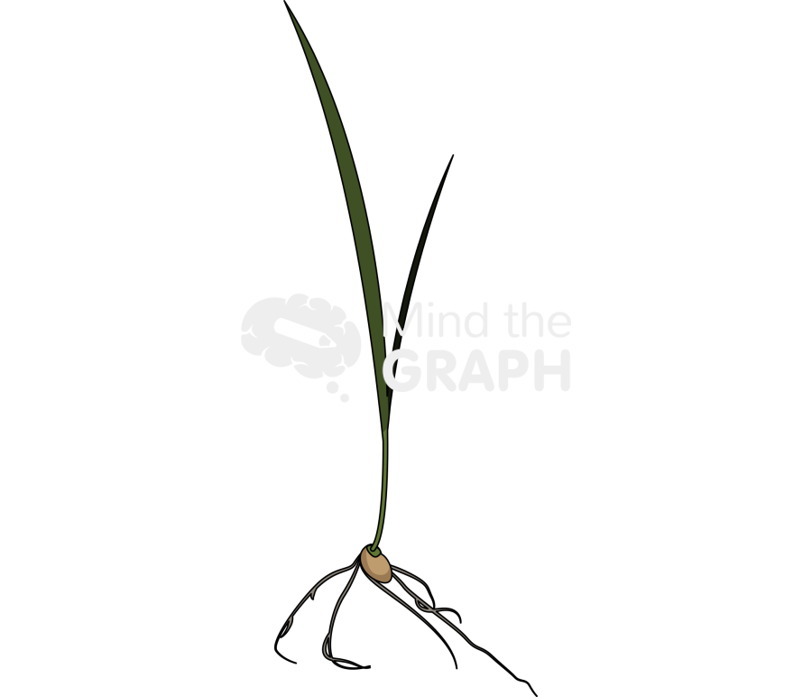 Wheat seedling 10 day old Icons, Symbols, Pictures, and Images