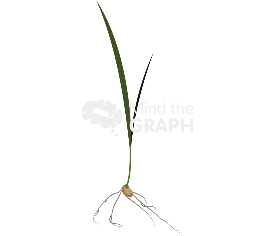 Wheat seedling 10 day old Icons, Symbols, Pictures, and Images