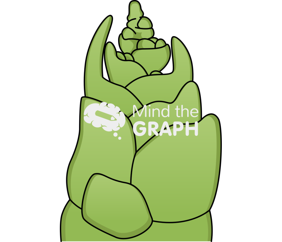 Wheat terminal spikelet 2 Icons, Symbols, Pictures, and Images