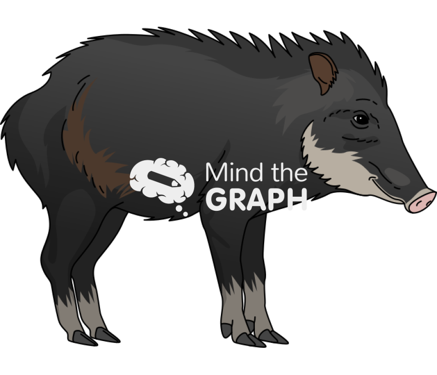 White lipped peccary tayassu pecari lateral Icons, Symbols, Pictures, and Images