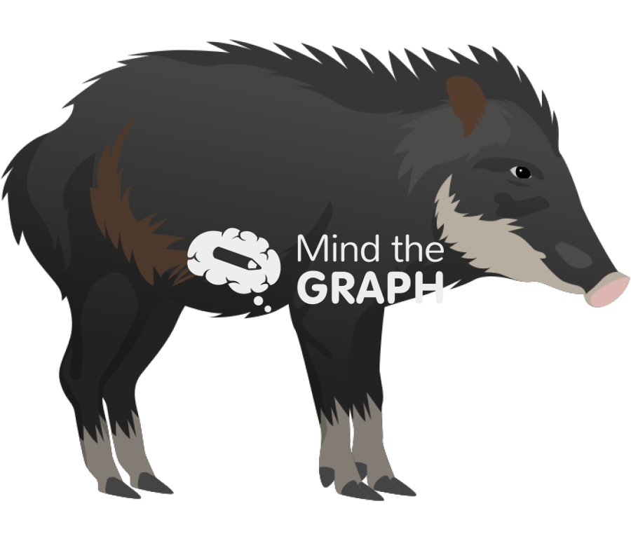 White lipped peccary tayassu pecari lateral Icons, Symbols, Pictures, and Images