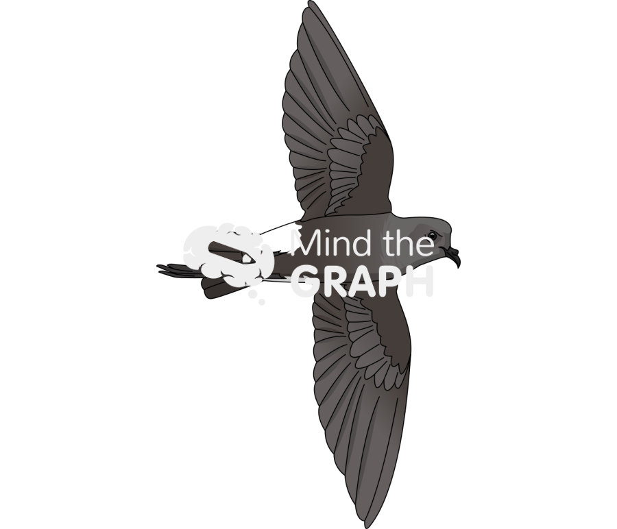 Wilsons storm petrel ventral Icons, Symbols, Pictures, and Images