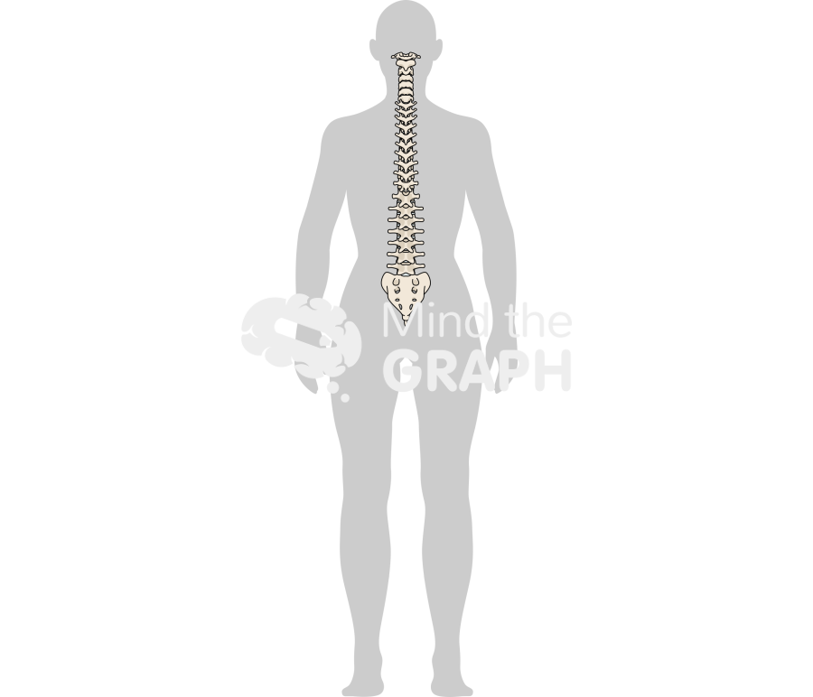 Woman column normal back body Icons, Symbols, Pictures, and Images