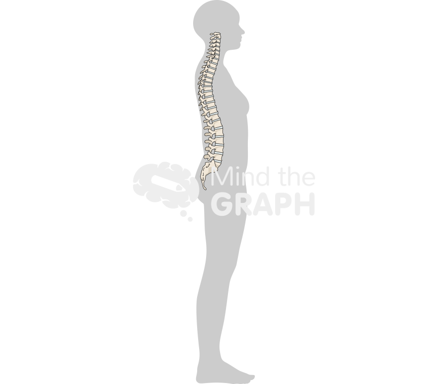 Woman column normal lateral body Icons, Symbols, Pictures, and Images