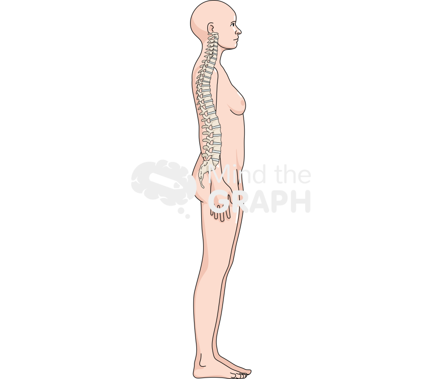 Woman column normal lateral body full Icons, Symbols, Pictures, and Images