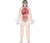 Woman systems organs front - Edit and Customize Icons of Woman systems organs front Woman systems organs front Icons, Symbols, Pictures, and Images