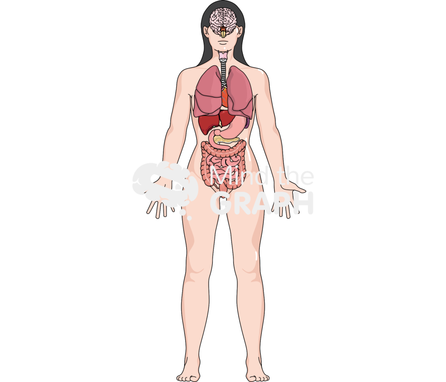 Woman systems organs front Icons, Symbols, Pictures, and Images