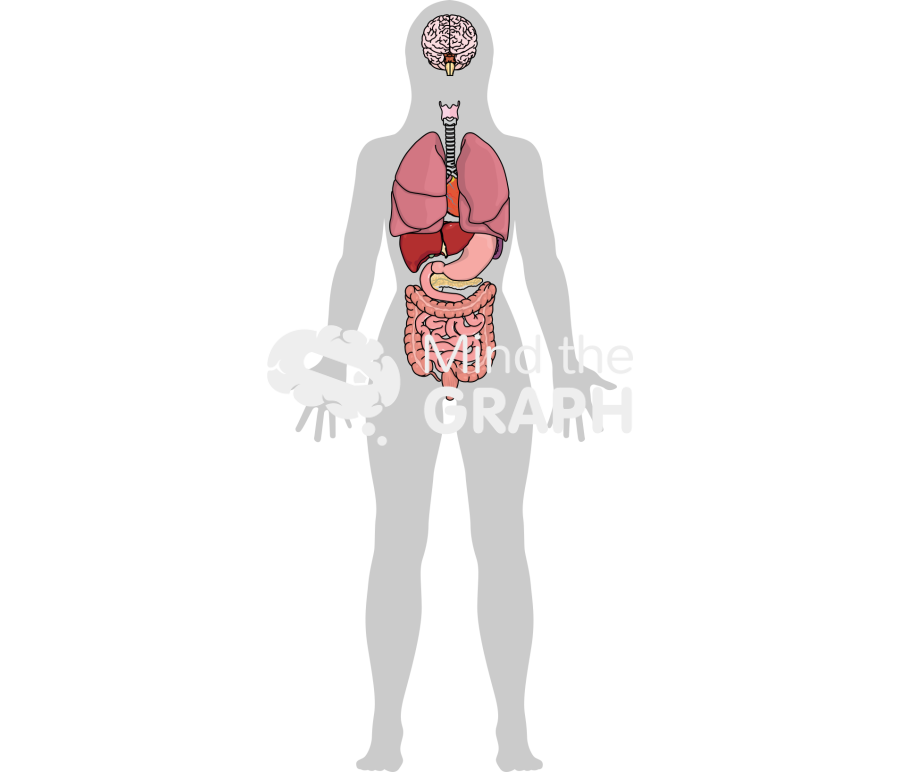 Woman systems organs shape front Icons, Symbols, Pictures, and Images