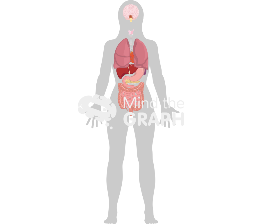 Woman systems organs shape front Icons, Symbols, Pictures, and Images