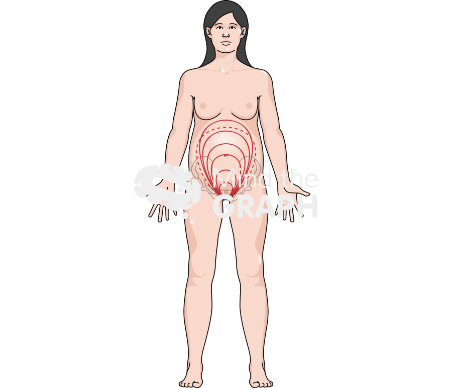 Woman uterus growth week Icons, Symbols, Pictures, and Images