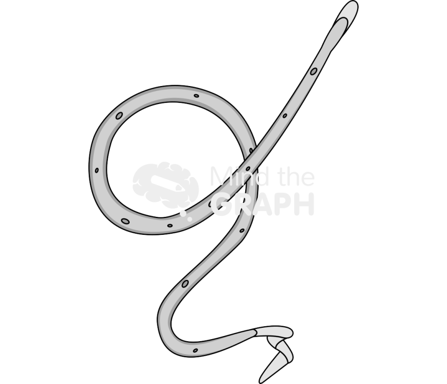 Wuchereria Icons, Symbols, Pictures, and Images