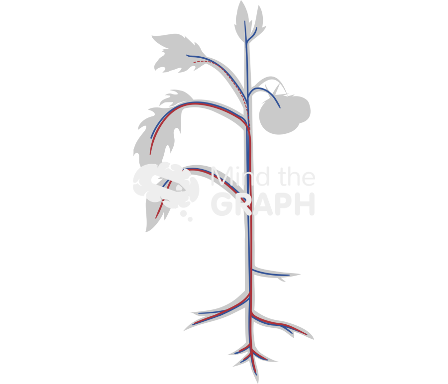 Xylem phloem transport parts plant Icons, Symbols, Pictures, and Images