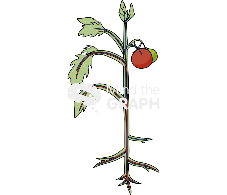 Xylem phloem transport parts plant base Icons, Symbols, Pictures, and Images