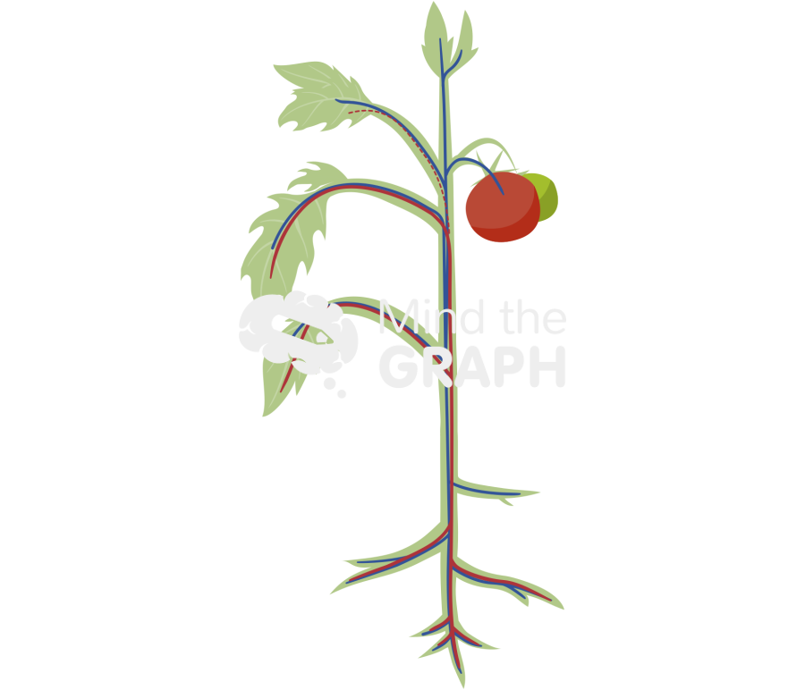 Xylem phloem transport parts plant base Icons, Symbols, Pictures, and Images