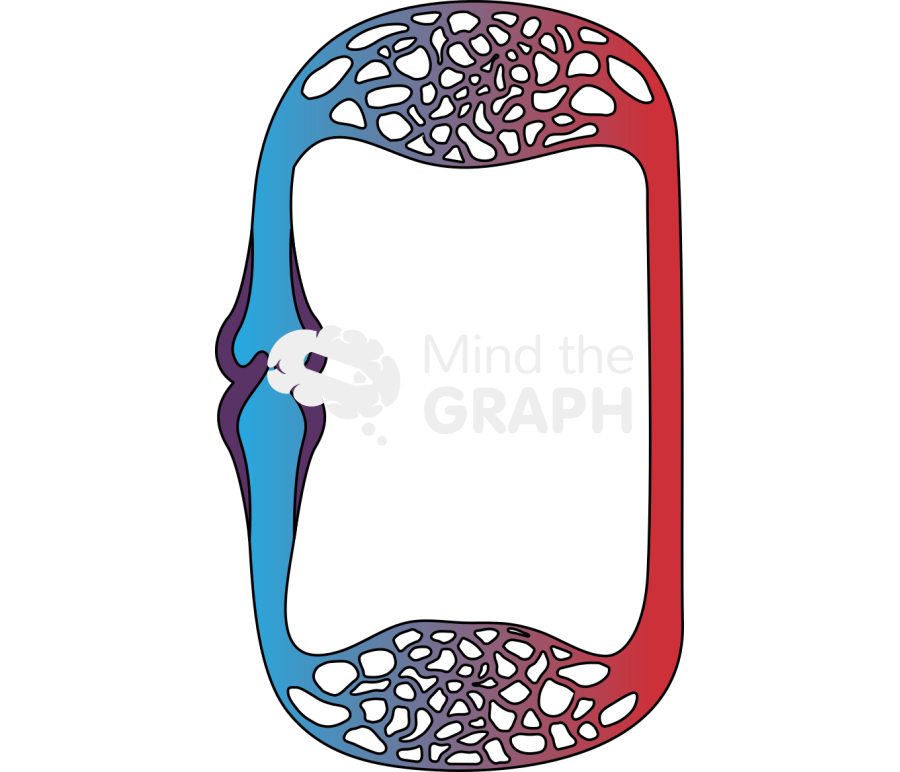 Zebrafish circulatory system scheme Icons, Symbols, Pictures, and Images