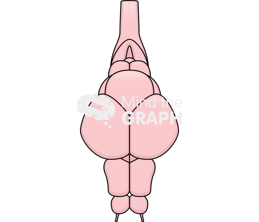 Zebrafish encephalon Icons, Symbols, Pictures, and Images