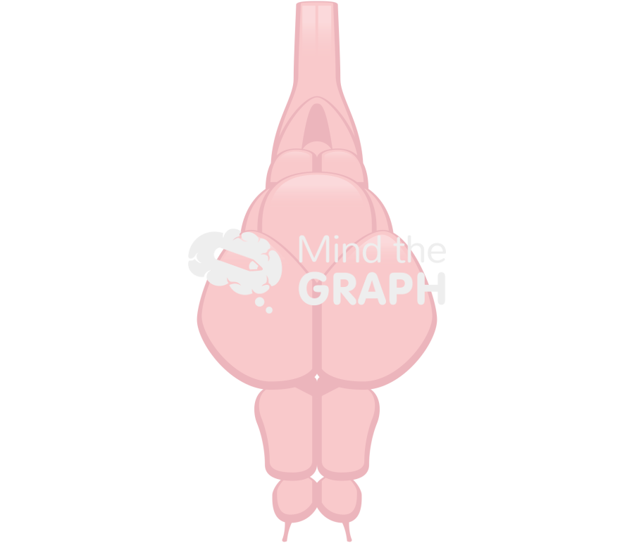 Zebrafish encephalon Icons, Symbols, Pictures, and Images